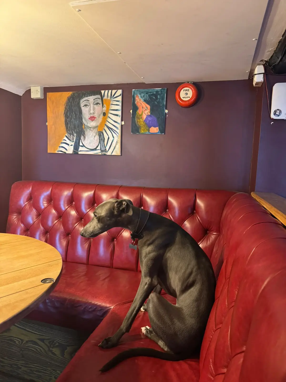 A red leather booth under painted portraits on a dark purple wall, with a whippet sitting on it