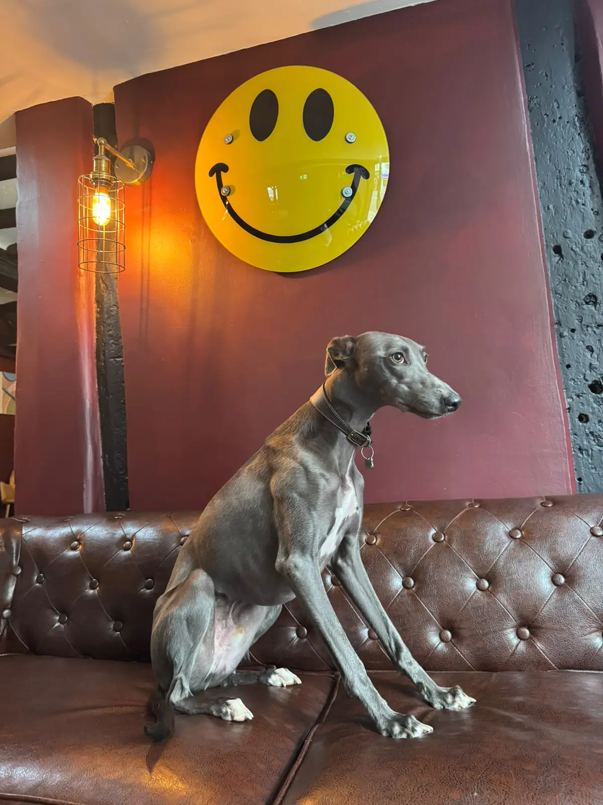 A grey whippet sitting on a leather chesterfield under a big yellow smiley face